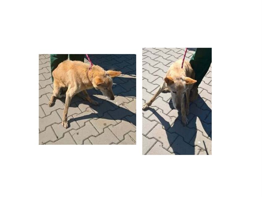 Powiększ: