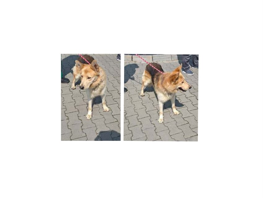 Powiększ: