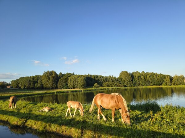 Powiększ: