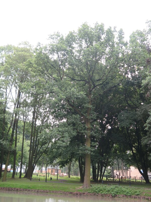 Park przy Willi Reitzensteinów Powiększ: