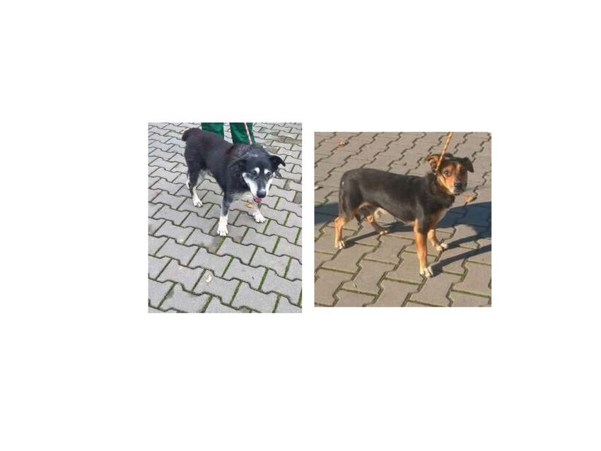 Powiększ: