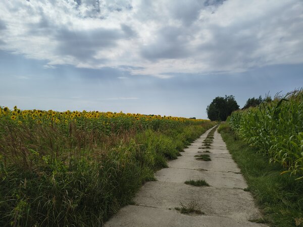 Powiększ: