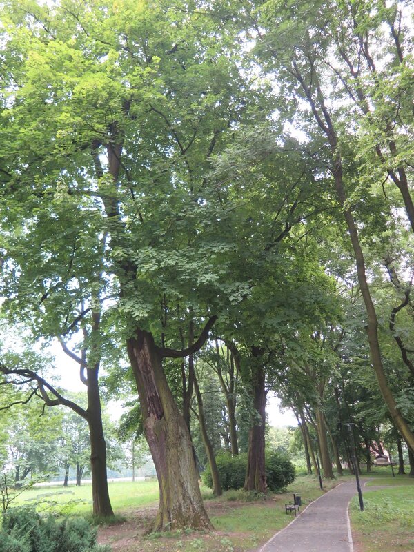 Park przy Willi Reitzensteinów Powiększ: