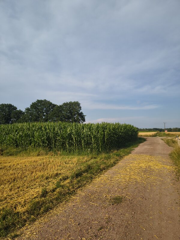 Powiększ: