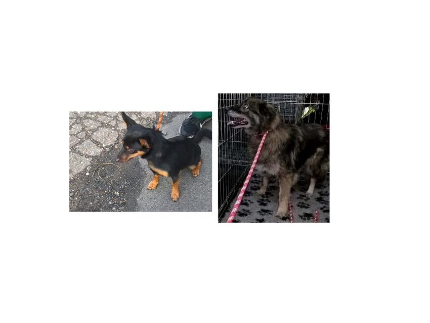 Powiększ: 