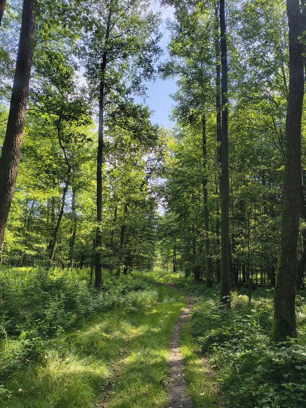 Powiększ: