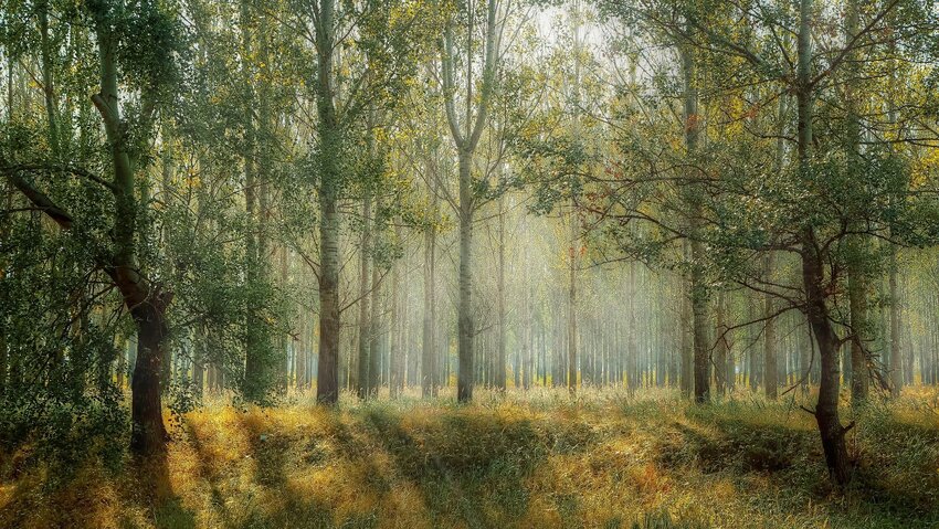 Powiększ: