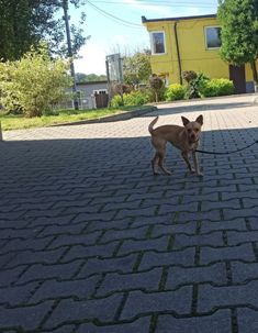 Powiększ: