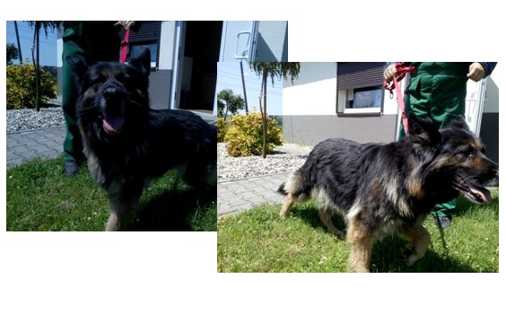 Powiększ: