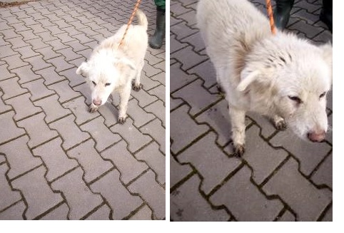 Powiększ: