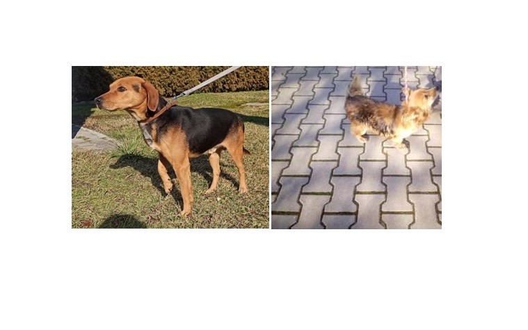 Powiększ: