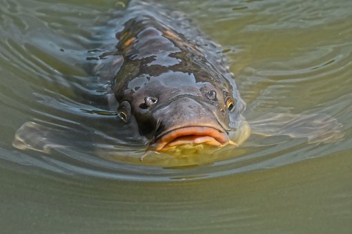 Powiększ: