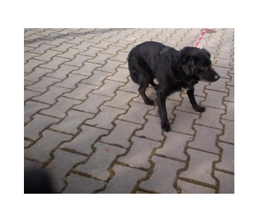 Powiększ: